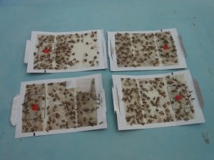 Filled Moth Traps