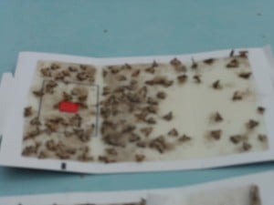 Filled Moth Trap Closeup