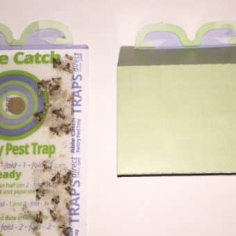 Able Catch Pantry Moth Traps